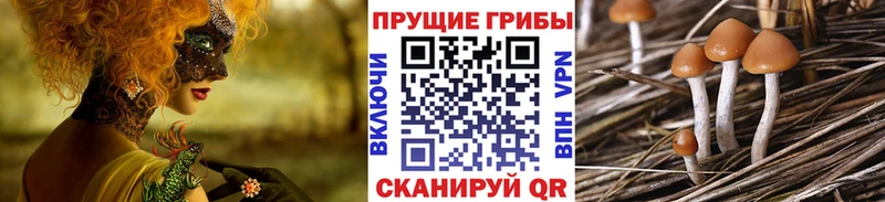 Купить  Лесной  Галлюциногенные грибы GOLDEN TEACHER 